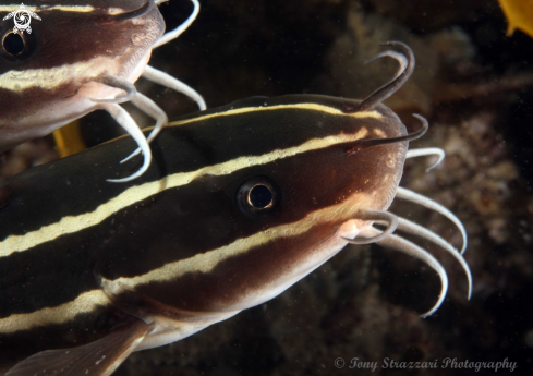 A Plotosus lineatus | Striped catfish