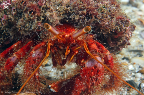 A Dardanus lagopodes | Hairy Red Hermit Crab