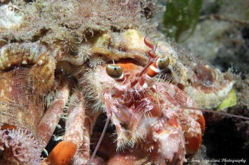 A Dardanus pedunculatus | Anemone Hermit Crab