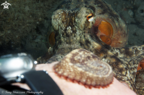 A Common octopus