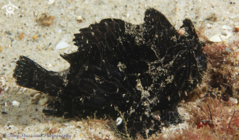 A Antennarius striatus  | Striped anglefish