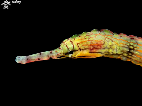 A Corythoichthys haematopterus | Pipefish