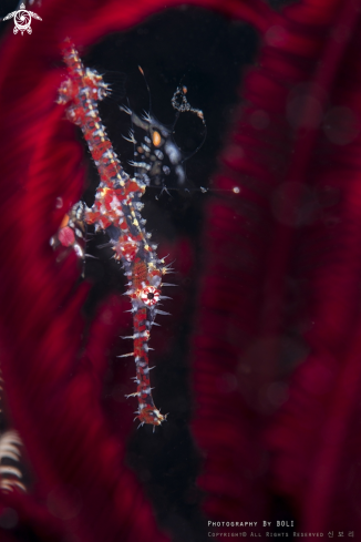 A Solenostomus paradoxus | Ghost Pipefish (Juv)