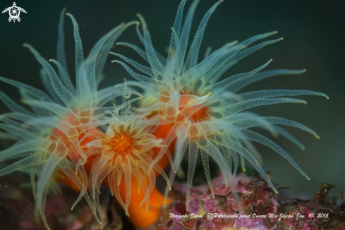 A Orange coral