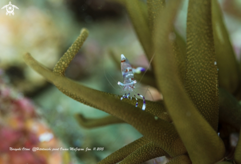 A Cleaner shrimp and sea anemone