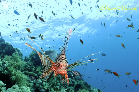 A Lionfish