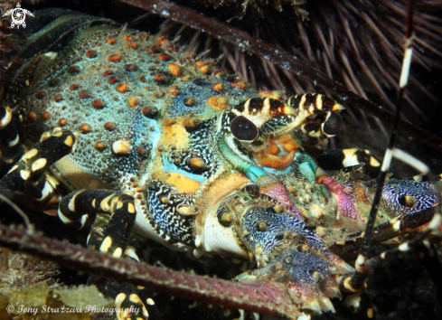 A Panulirus ornatus | Ornate lobster