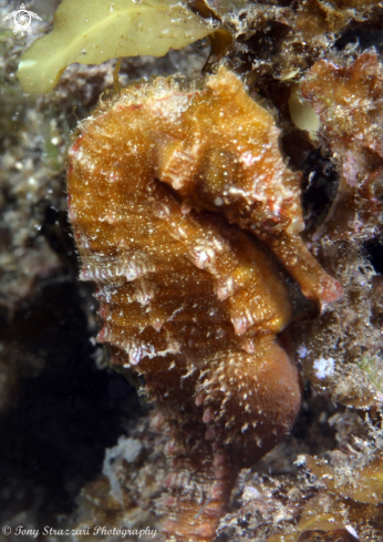 A Hippocampus whitei | White's seahorse