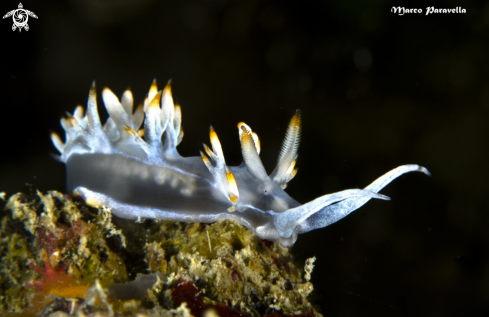 A underwater creature