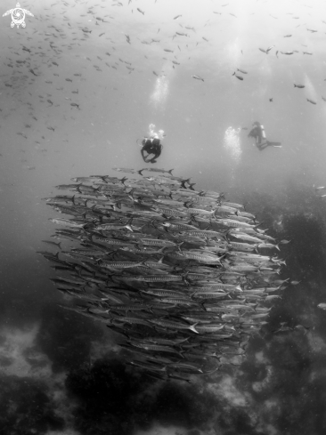 A Sphyraena qeniei | Chevron Barracuda