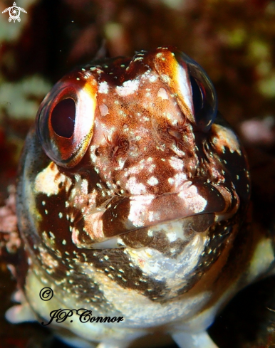 A Lipophrys trigloides | Blennie trigloïde