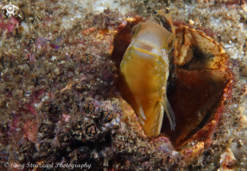 A Brown Sabretooth Blenny 