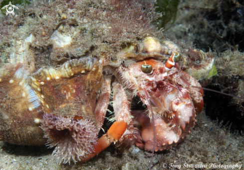 A Anemone Hermit Crab