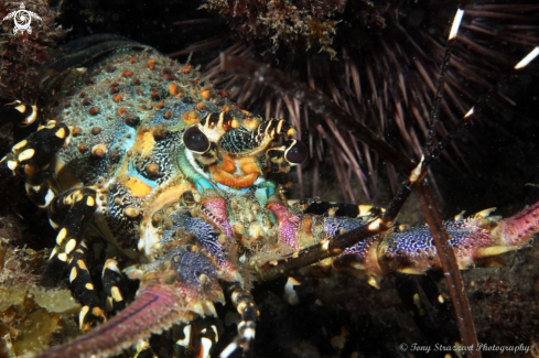 A Ornate lobster