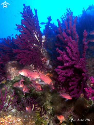 A Gorgonie e anthias