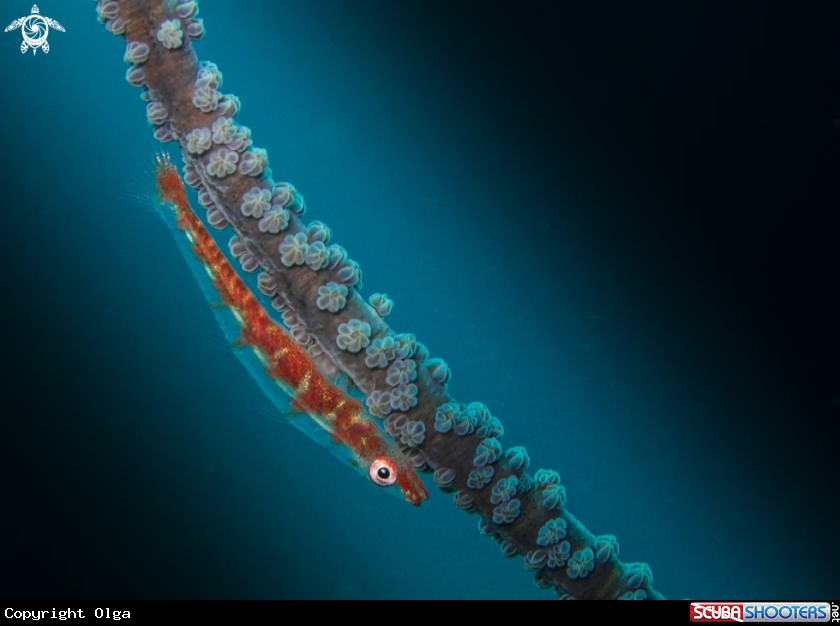 A Wire Coral Goby