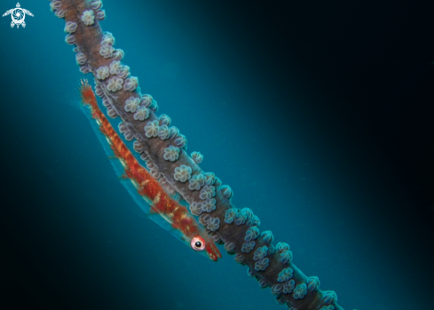 A Wire Coral Goby