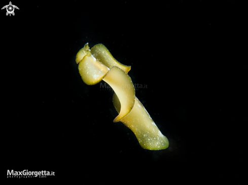 A flatworm