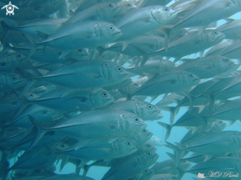 A Bigeye Trevally