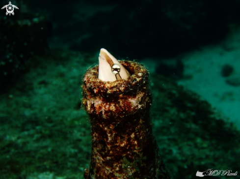 A Aspidontus taeniatus | False Cleanerfish