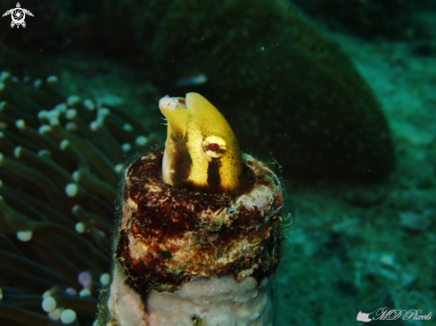 A Petroscirtes breviceps | Shorthead Fangblenny