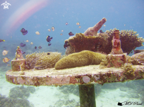 A Underwater Bar table