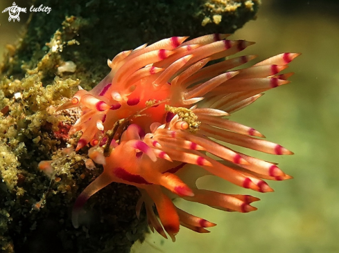 A Flabellina rubrolineata | Nudibranch