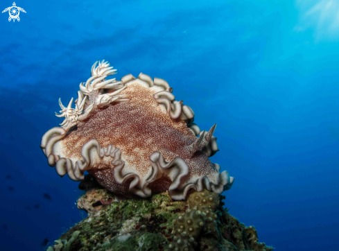 A Glossodoris cincta | Nudibranch