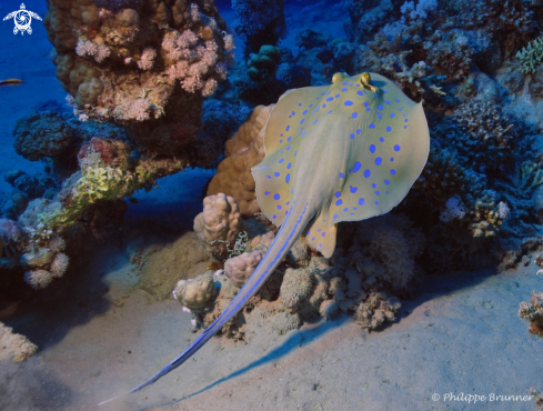 A Blue spotted stingray