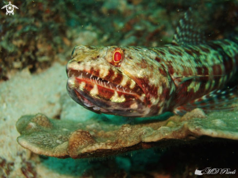 A Synodus variegatus | Lizardfish