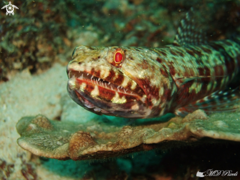 A Lizardfish