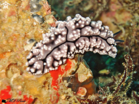 A Phyllidiella pustulosa | Pimpled Phyllidiella