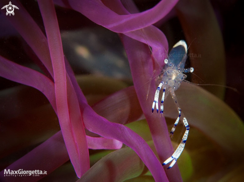 A anemon shrimp