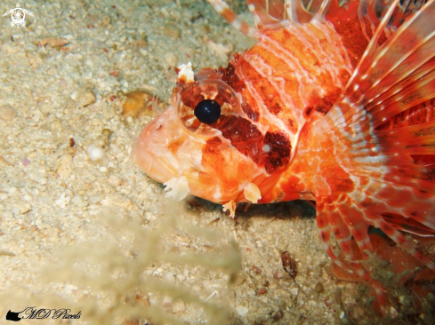 A Pterois antennata | Spotfin Lionfish