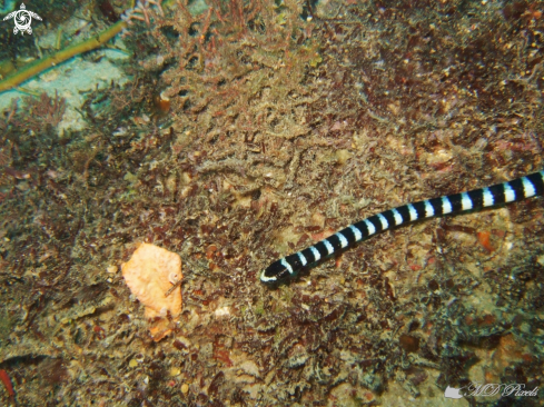 A Laticauda colubrina | Banded Sea Krait