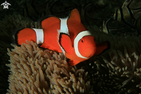 A anemone fish