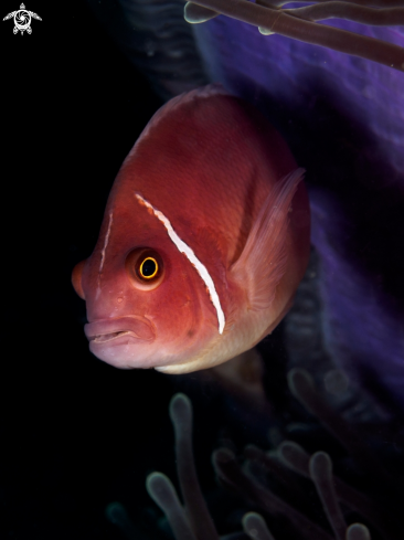 A Amphiprion perideraion | Pink Anemonefish