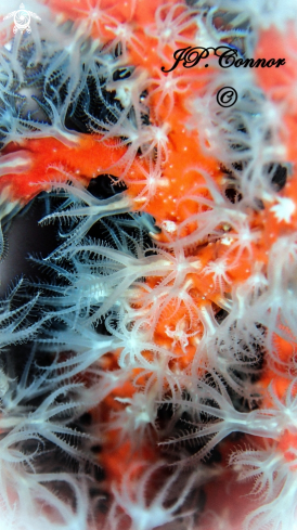 A Corallium rubrum | Corail rouge de Méditerranée