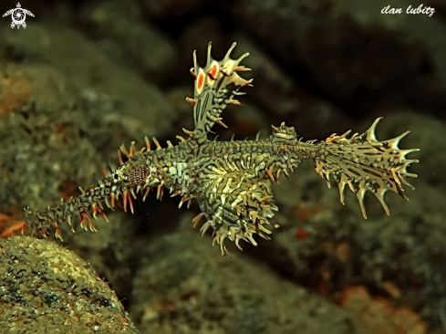 A Ghost pipefish