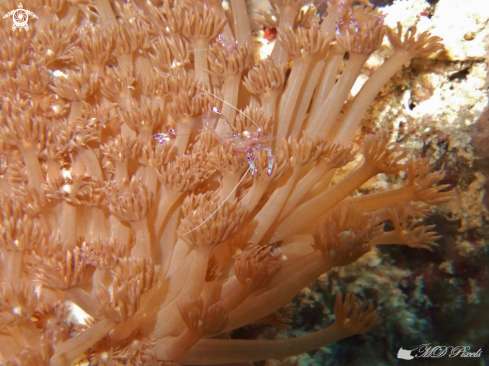 A Anemone Shrimp