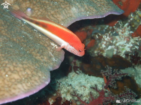 A Paracirrhites forsteri | Freckled Hawkfish