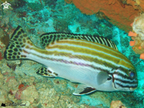 A Plectorhinchus lessonii | Striped Sweetlips