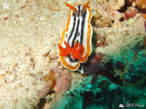 A Chromodoris magnifica | Magnificent Chromodoris