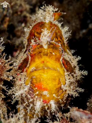 A Antennarius sp. | Frogfish