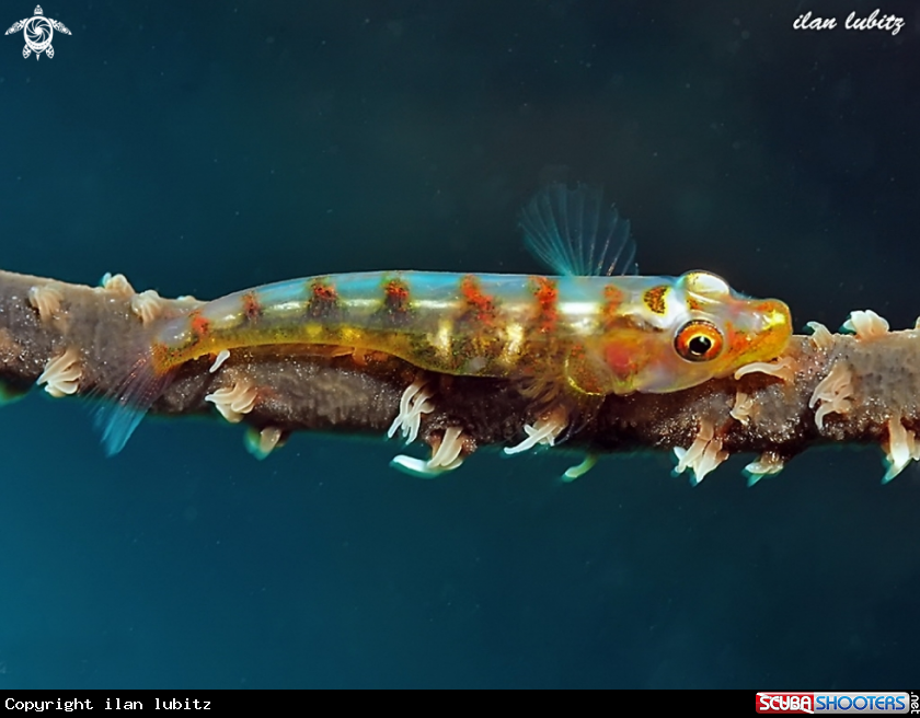 A Wire coral Goby