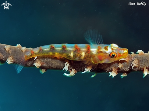 A Wire coral Goby