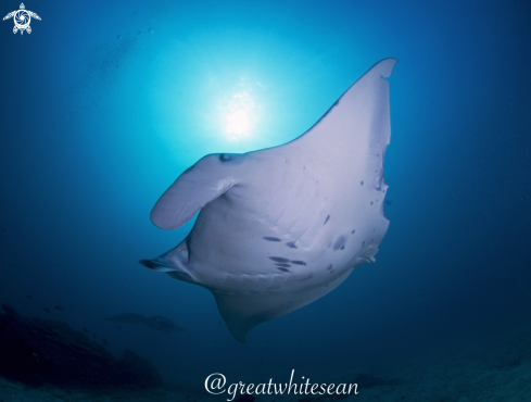 A Manta Ray