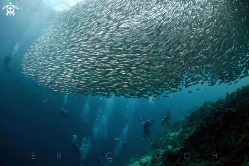 A Sardines. 