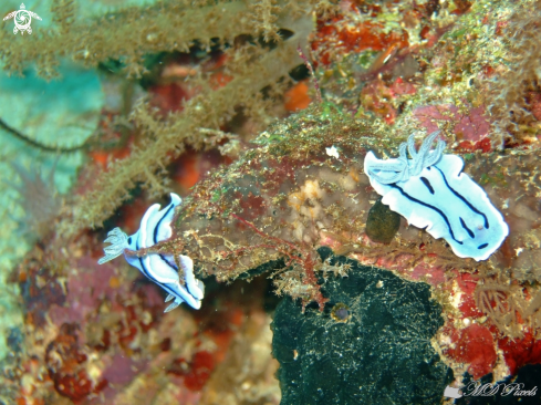 A Chromodoris willani | Willan's Chromodoris