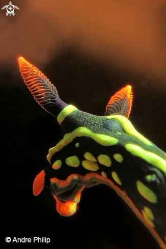 A Nembrotha Kubaryana Nudibranch